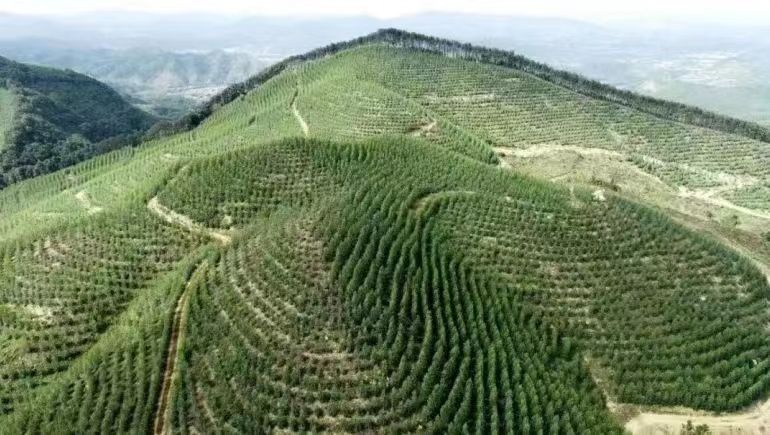 公司中标首个国家储备林建设项目(图4)